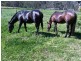 564 Chichester Dam Road, Dungog NSW 2420
