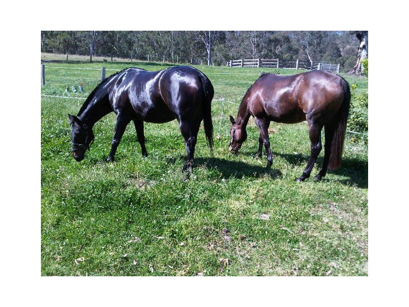 564 Chichester Dam Road, Dungog NSW 2420