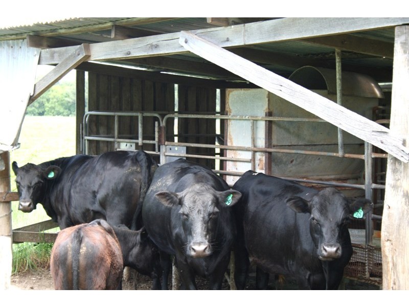 52 Punchs Road, Clarence Town NSW 2321