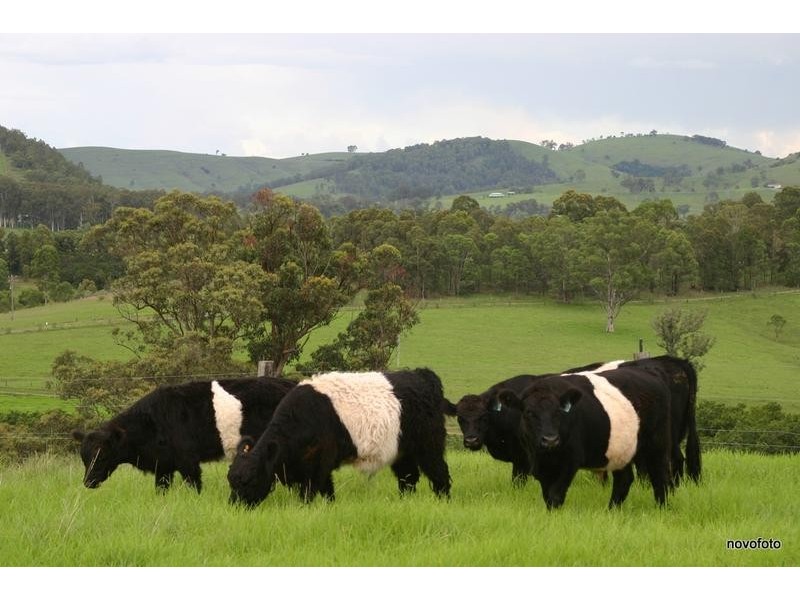 50 Moylans Road, Dungog NSW 2420