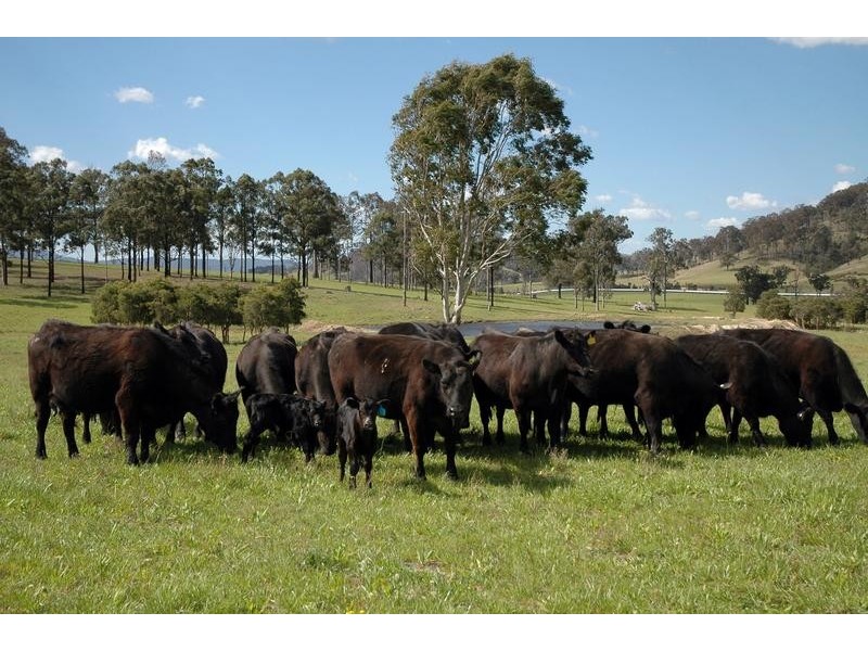 4515 Clarence Town Road, Dungog NSW 2420