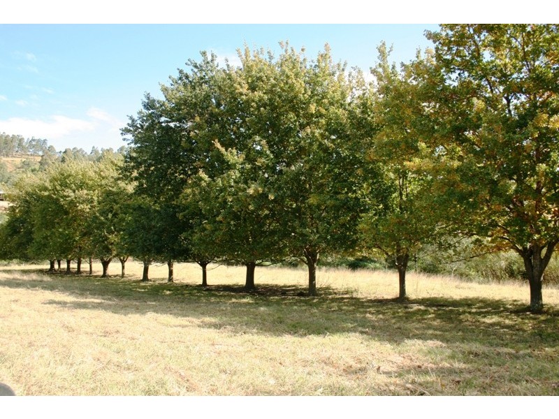 136 Clements Road, East Gresford NSW 2311