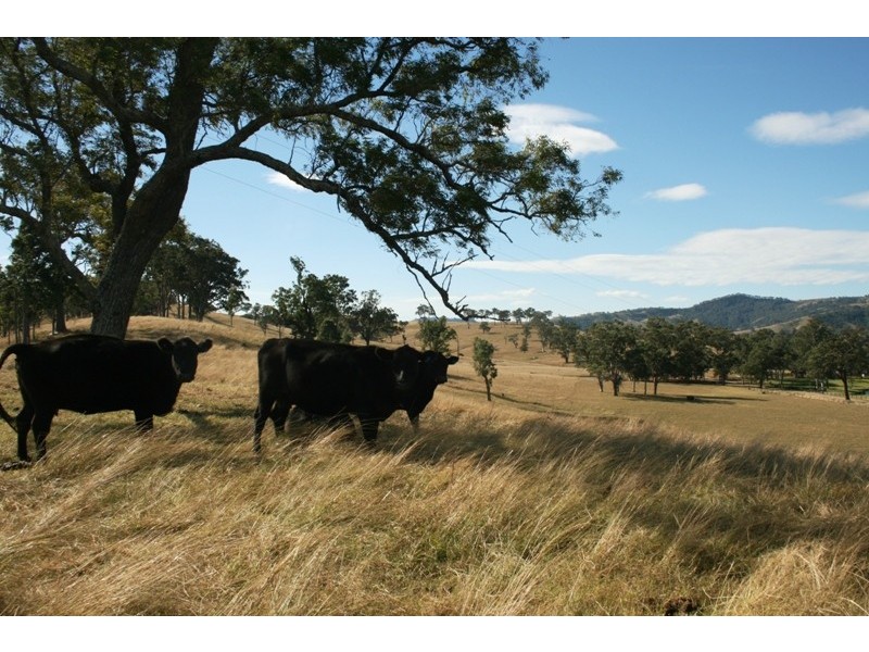 136 Clements Road, East Gresford NSW 2311