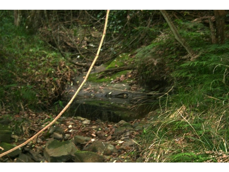 251 Moores Road, Dungog NSW 2420