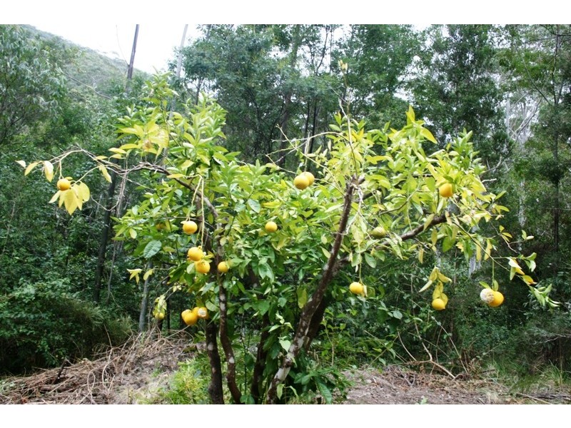 251 Moores Road, Dungog NSW 2420