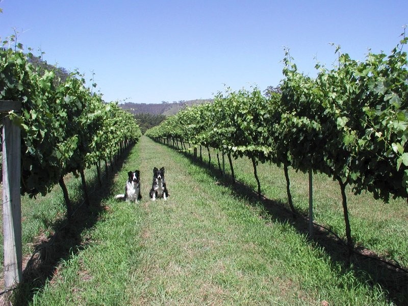 2172 Allyn River Road, East Gresford NSW 2311