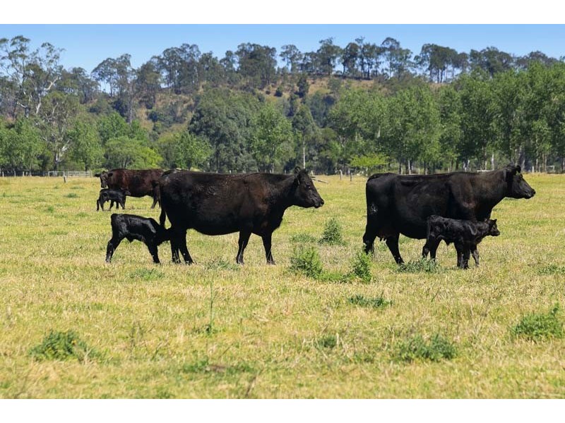 4494 Clarence Town Road, Dungog NSW 2420