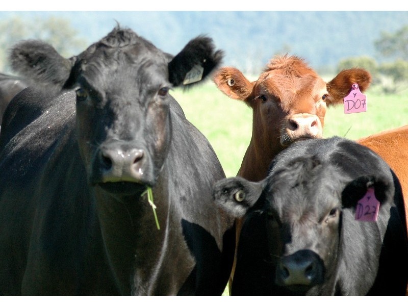 263 Martins Creek Road, Paterson NSW 2421