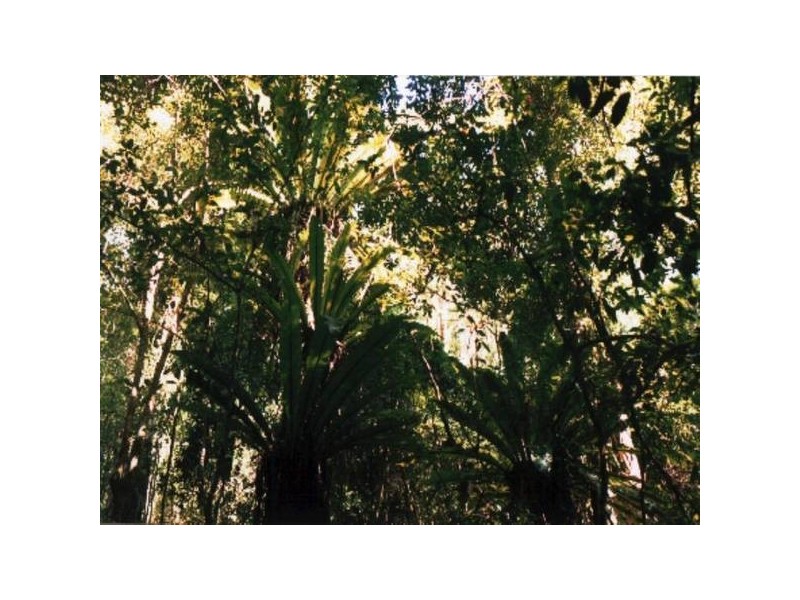 Lot 82, 40 Skimmings Gap Road, Main Creek NSW 2420