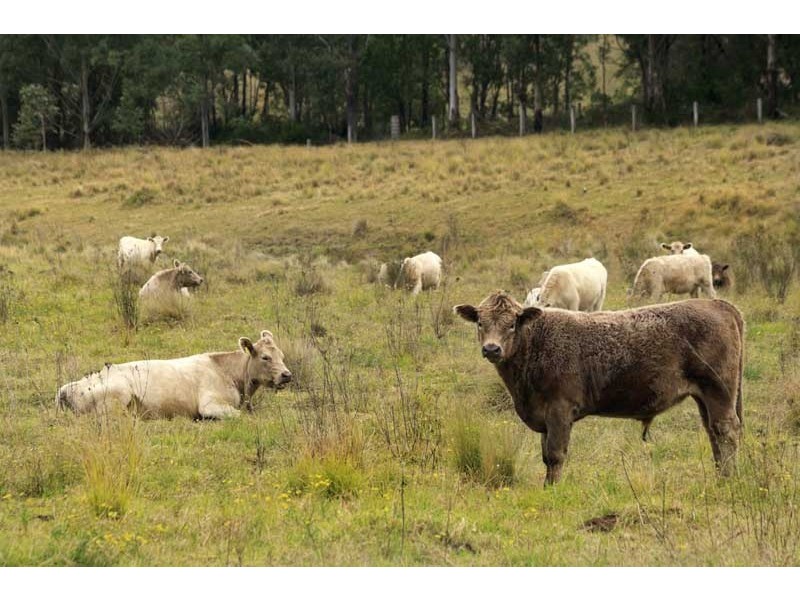 2386 Salisbury Road, Dungog NSW 2420