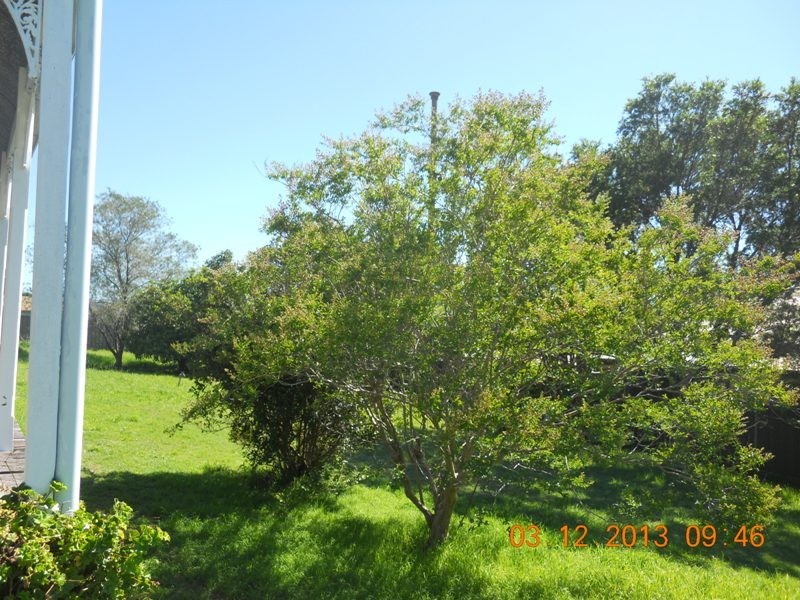 Dungog NSW 2420