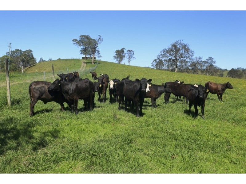 172 Hanleys Creek Road, Dungog NSW 2420