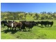 172 Hanleys Creek Road, Dungog NSW 2420