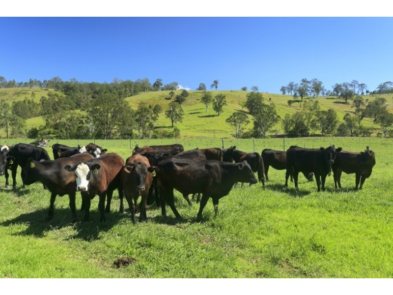 172 Hanleys Creek Road, Dungog NSW 2420