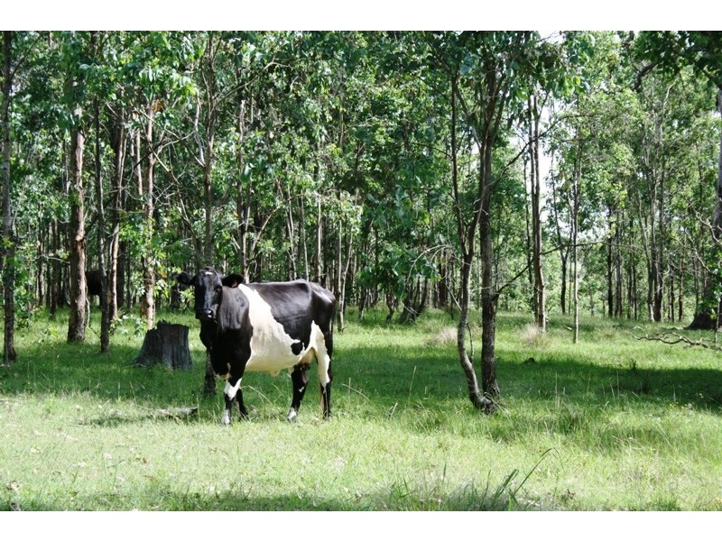 Lot 1 Bingleburra Road, Dungog NSW 2420
