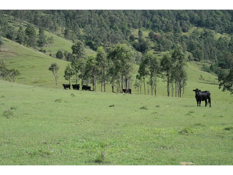 1305 Allyn River Road, East Gresford NSW 2311