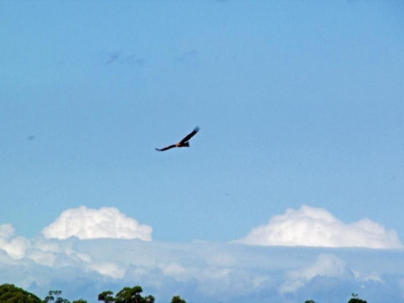 583 Wallaringa Road, Dungog NSW 2420