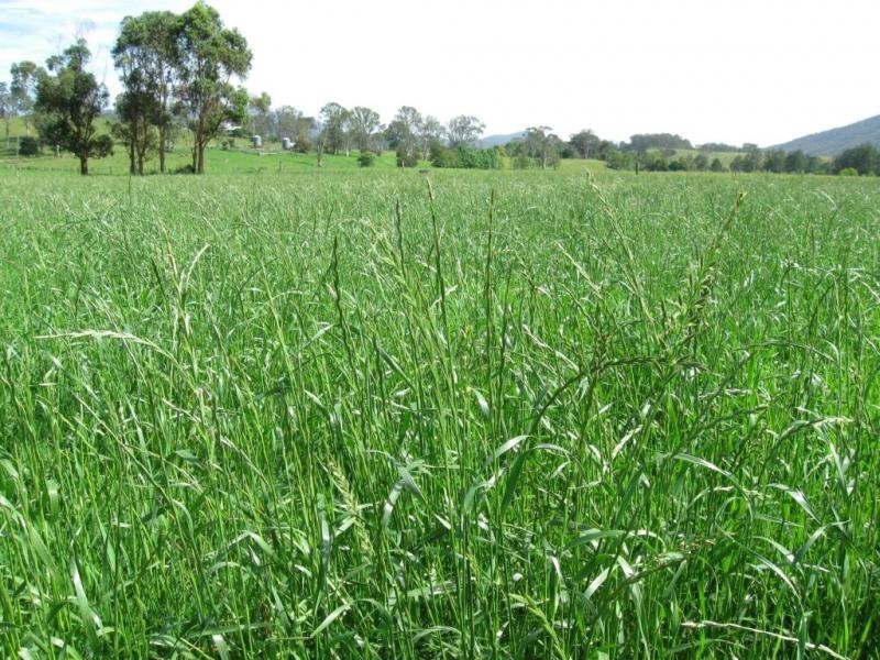 828 Upper Monkerai Road, Dungog NSW 2420