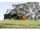 262 Dog Trap Creek Road, Gresford NSW 2311