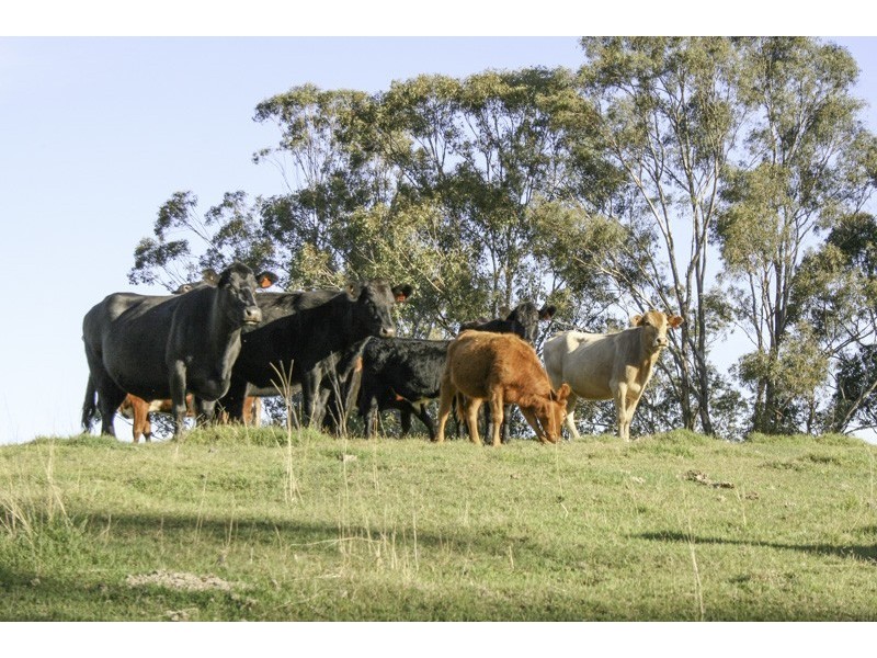 262 Dog Trap Creek Road, Gresford NSW 2311