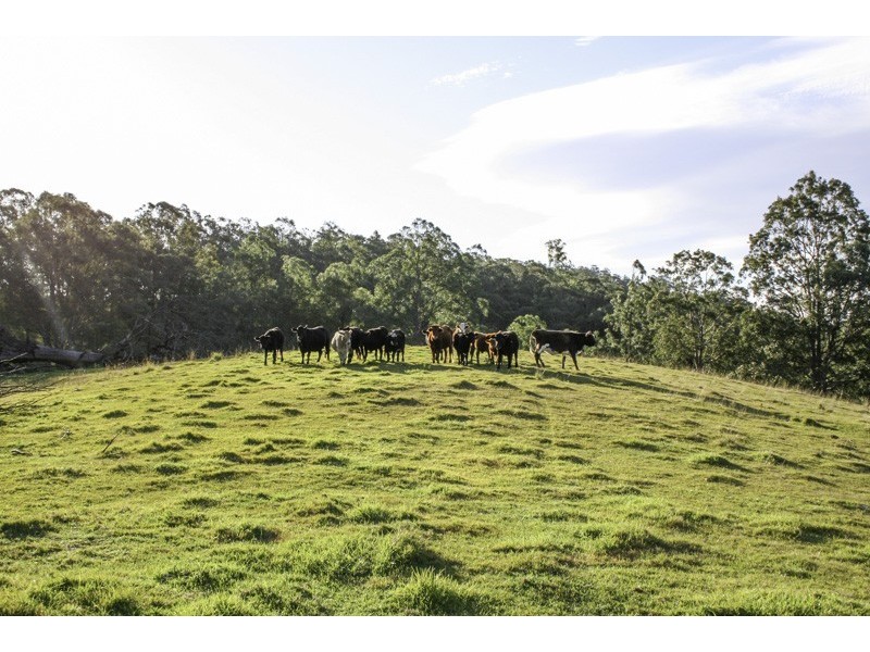 262 Dog Trap Creek Road, Gresford NSW 2311