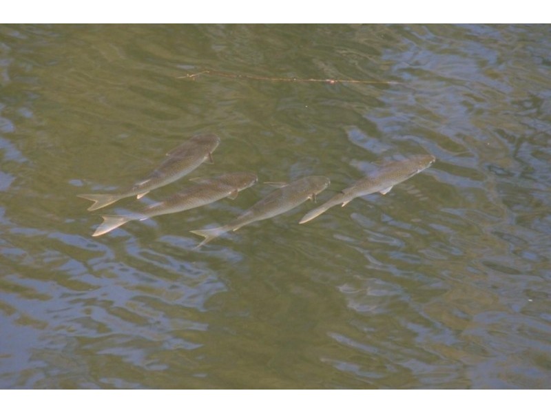 63 Allyn River Road, Gresford NSW 2311