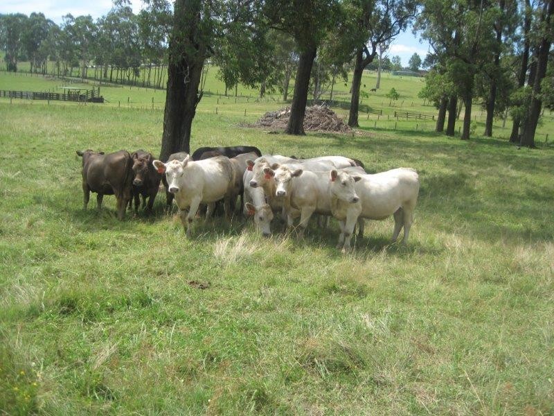 4810 Clarence Town Road, Dungog NSW 2420