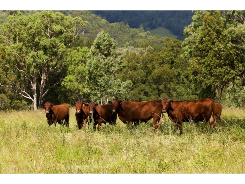 East Gresford NSW 2311