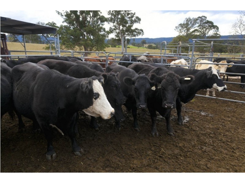 1295 Chichester Dam Road, Dungog NSW 2420