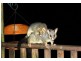 Lot 12 Barrington Retreat Chichester Dam Road, Dungog NSW 2420