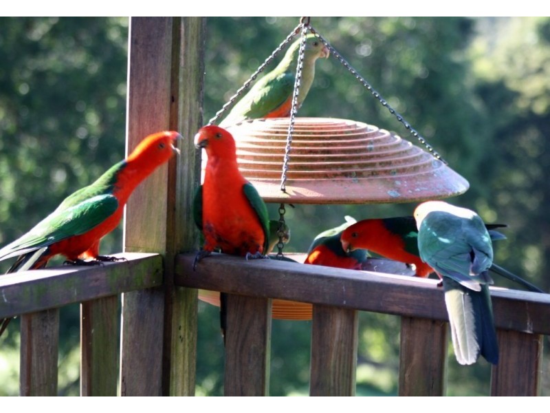 Lot 12 Barrington Retreat Chichester Dam Road, Dungog NSW 2420