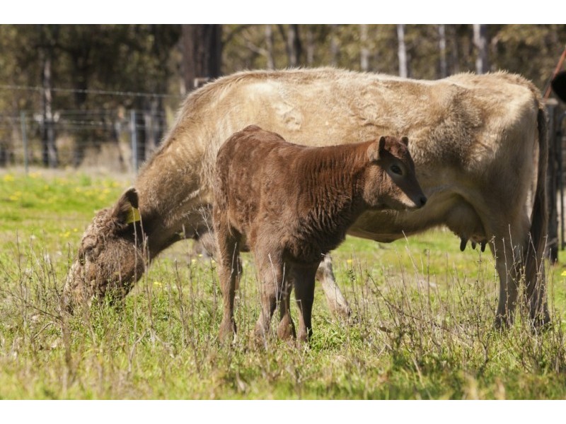 2483 Glendonbrook Road, Gresford NSW 2311