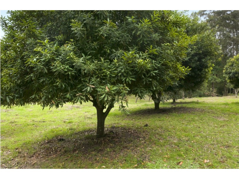 116 Washpool Road, Booral NSW 2425