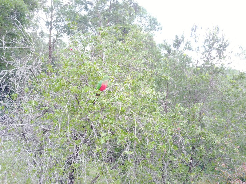 Lot 4,1953 Chichester Dam Road, Dungog NSW 2420