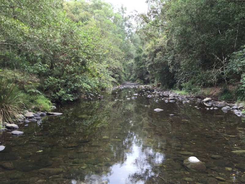 Lot 51, 3741 Allyn River Road, East Gresford NSW 2311