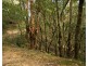3296 Allyn River Road, Eccleston Via, East Gresford NSW 2311
