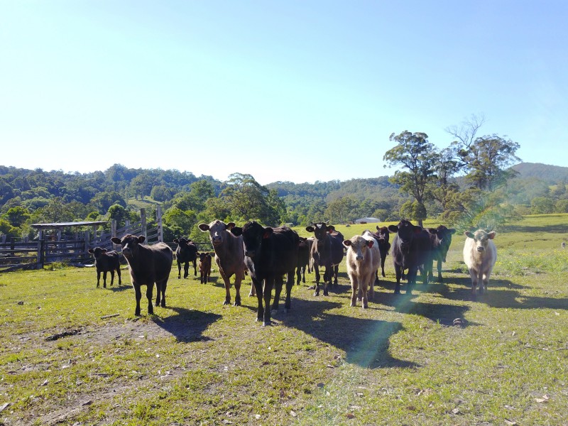 513, 530 & Lot 1 Chichester Road, CHICHESTER VIA, Dungog NSW 2420