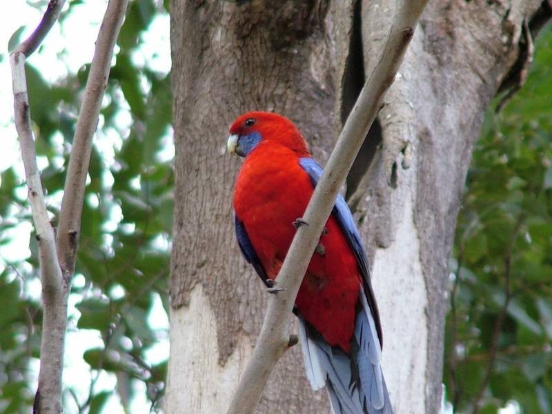 Dungog NSW 2420