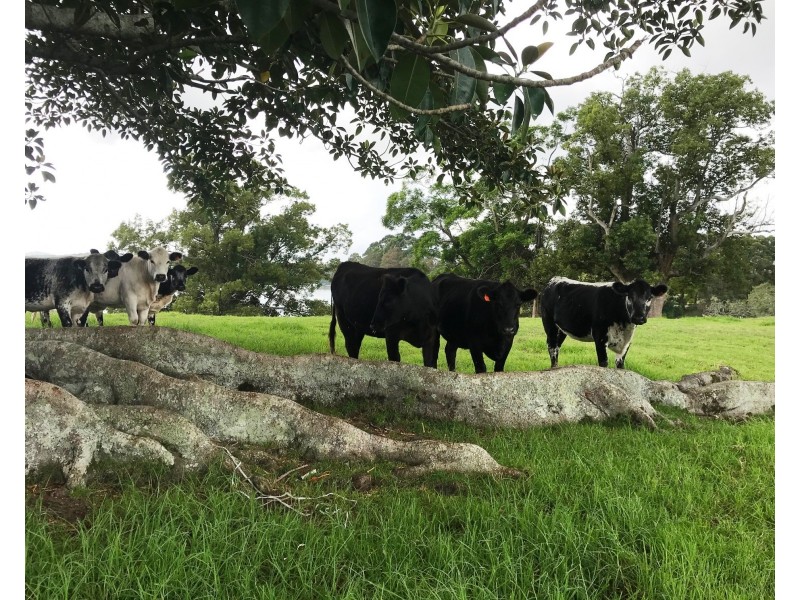 26 Langlands Road, Glen Oak NSW 2320