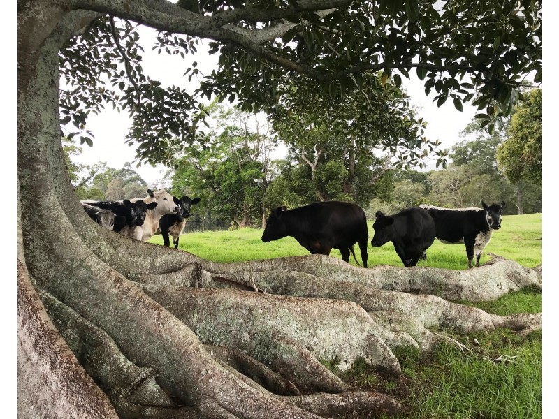 26 Langlands Road, Glen Oak NSW 2320