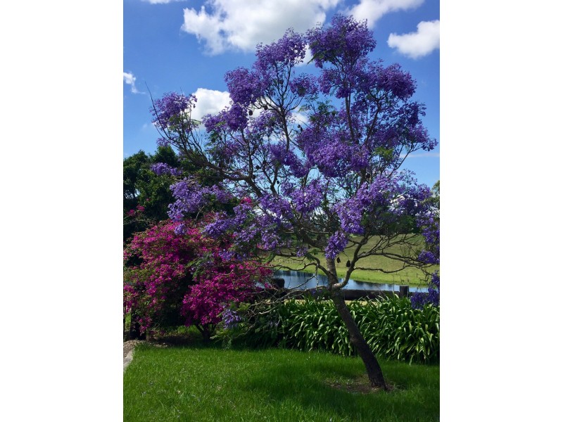 319 Chichester Dam Road, Dungog NSW 2420