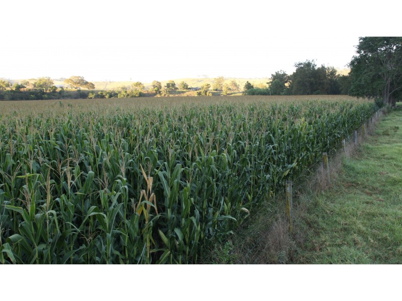 1058 FOSTERTON ROAD, Dungog NSW 2420