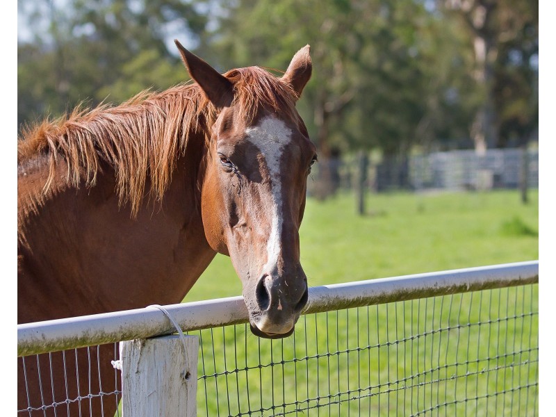 68 Dungog Road, Paterson NSW 2421