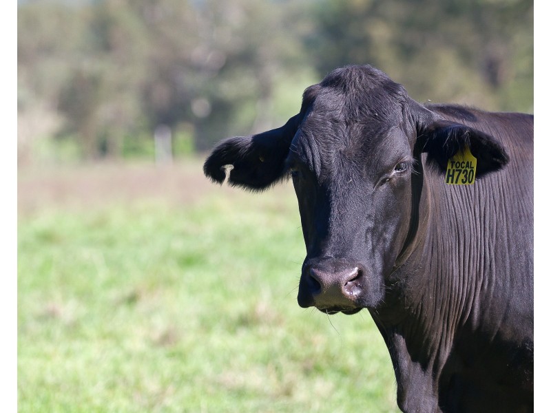 68 Dungog Road, Paterson NSW 2421