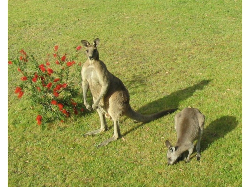 584 Moonabung Road, Vacy NSW 2421
