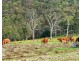 341 Gresford Road, Paterson NSW 2421