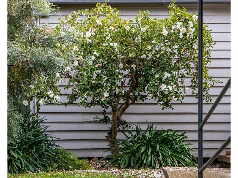 26A Myles Street, Dungog NSW 2420
