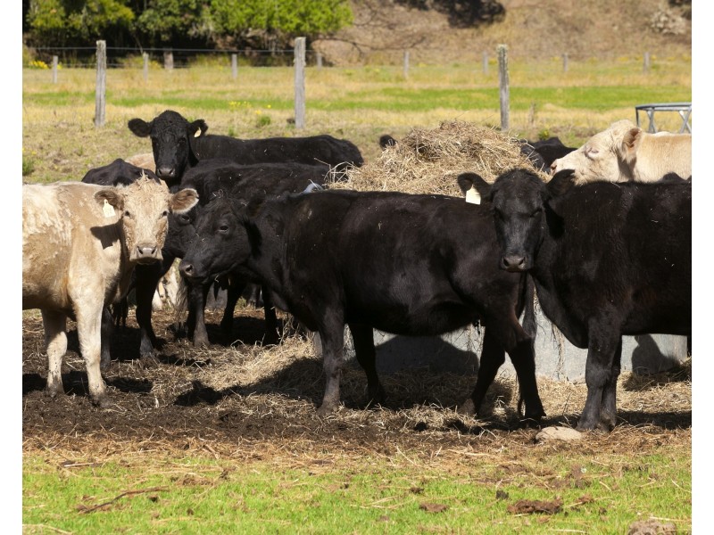 32 Longbottoms Road, Chichester Via, Dungog NSW 2420