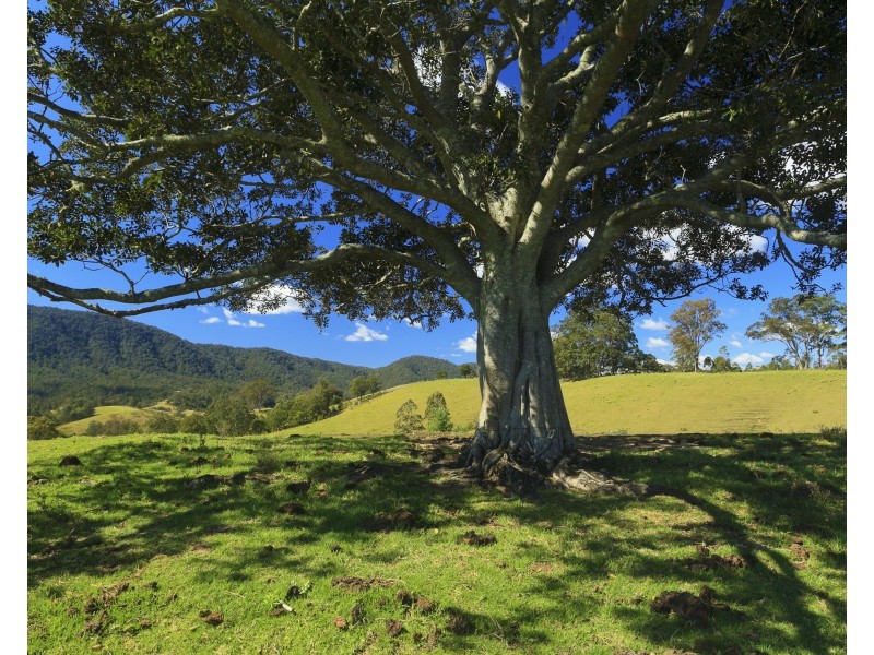 32 Longbottoms Road, Chichester Via, Dungog NSW 2420