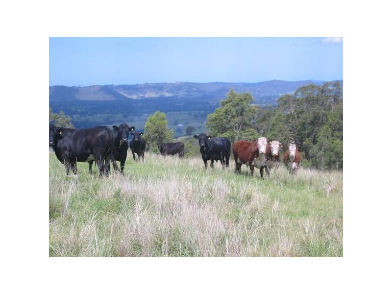 Wallarobba NSW 2420